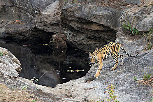 孟加拉虎,虎,老,幼兽,水潭,班德哈维夫国家公园,印度