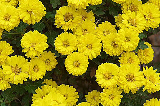 黄色的雏菊