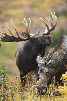 驼鹿,母牛,展出,求爱,动作,电线,楚加奇州立公园,楚加奇山,阿拉斯加