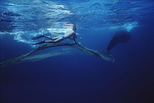 潜水,切,网,抹香鲸,尾部,斯里兰卡