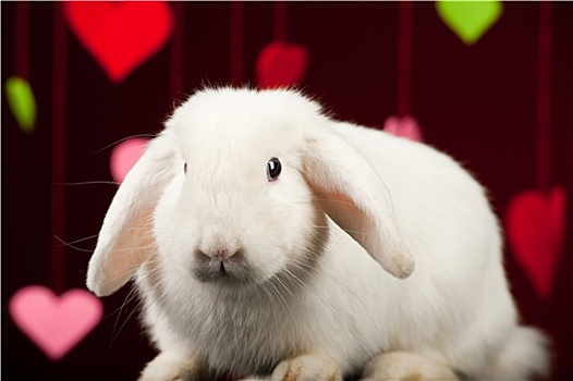 兔子,情人节