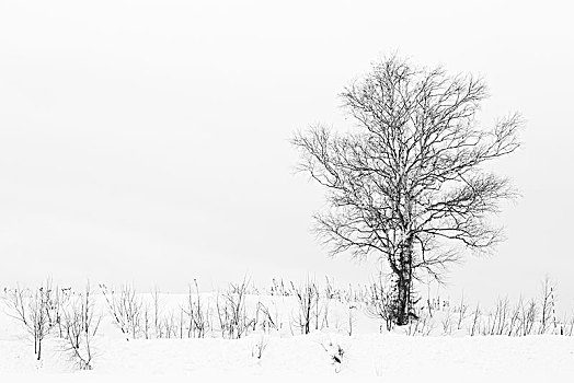 积雪,冬季风景,孤树,美瑛