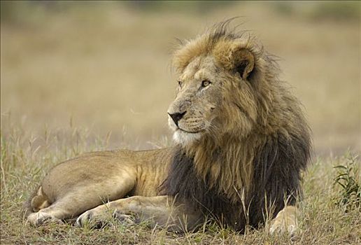 狮子,卧,鬃毛,马赛马拉,肯尼亚