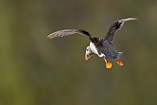 大西洋角嘴海雀,北极,成年,飞行,斯科莫岛,彭布鲁克郡,威尔士,英国,欧洲