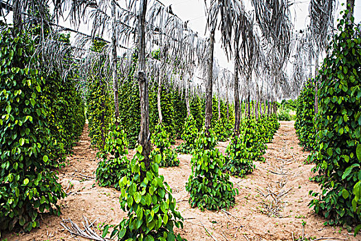 胡椒,种植园,户外,贡布,柬埔寨