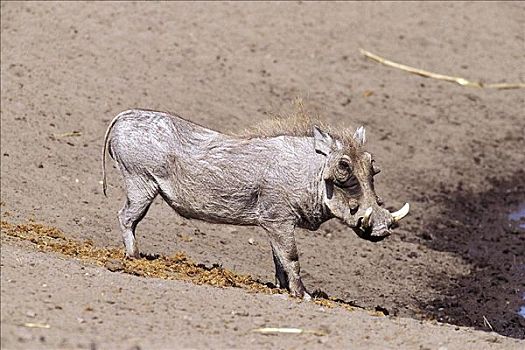 疣猪,水潭,哺乳动物,埃托沙国家公园,纳米比亚,非洲,动物