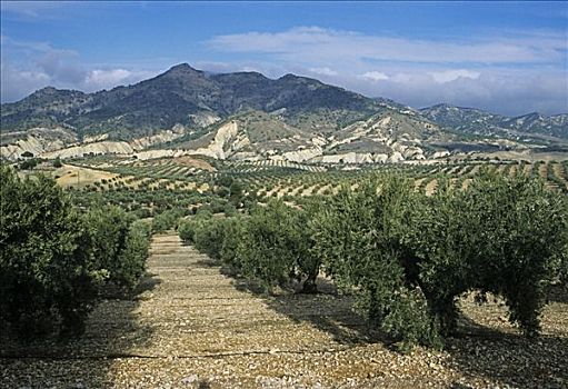 橄榄,单种栽培,哈恩省,安达卢西亚,西班牙,欧洲