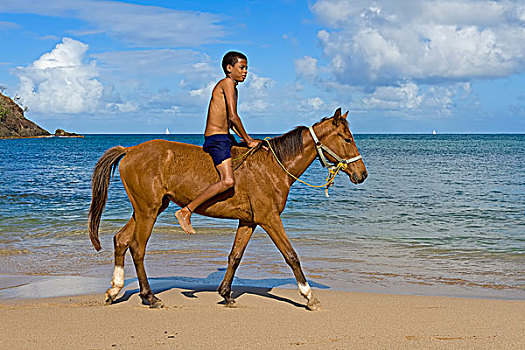 男孩,骑,马,海滩,圣卢西亚,北美