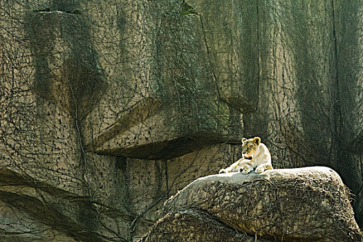 雌狮,躺着,石头,林肯动物园,芝加哥