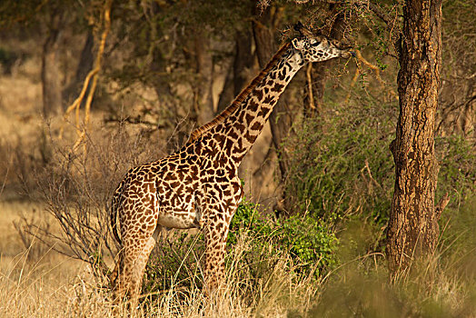 长颈鹿,塔兰吉雷国家公园,坦桑尼亚