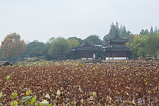 杭州湘湖秋色