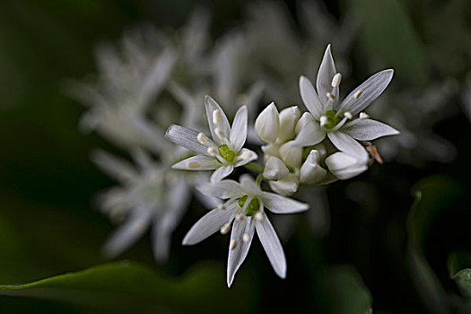 野蒜,花,特写