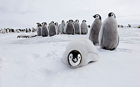 帝企鹅,幼禽,群,生物群,海冰,雪丘岛,威德尔海,南极