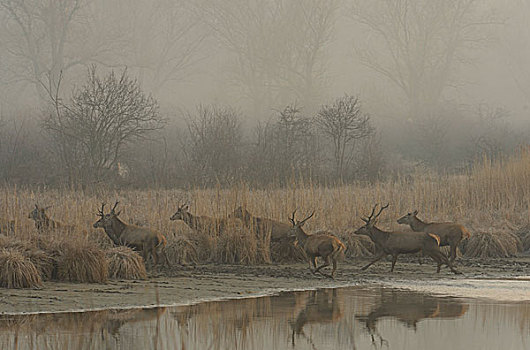 赤鹿,鹿属,鹿,早晨,雾,下奥地利州,奥地利,欧洲