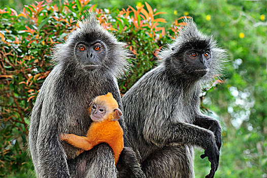 叶子,猴子,女性,雪兰莪州,自然公园,马来西亚
