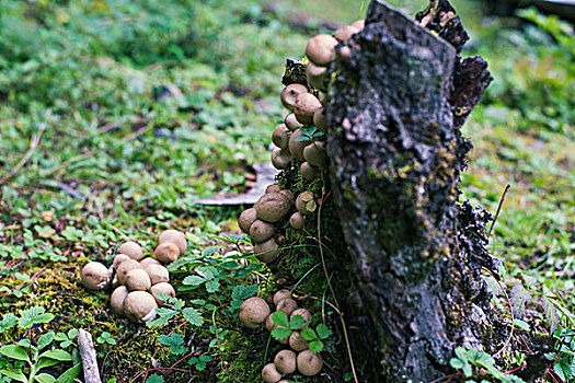 新鲜野生菌