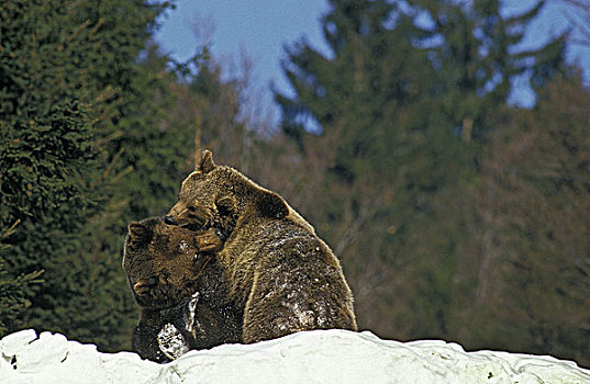 棕熊,玩,雪中