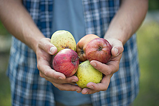 男青年,农民,拿着,苹果,皮埃蒙特区,意大利