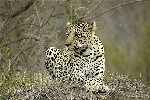 豹,成年,雄性,南非