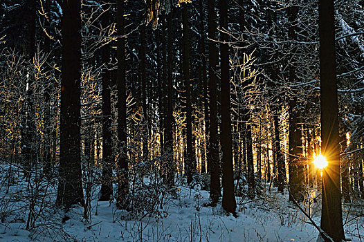阳光透过树,在,下午好,黑森林在冬季,附近的,符腾堡,德国