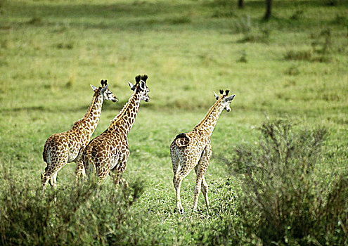 三个,马萨伊,长颈鹿,走,绿色,草地,后视图