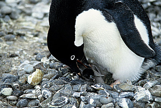 南极,阿德利企鹅,孵化