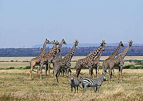 马赛长颈鹿,群,马赛马拉,公园,肯尼亚