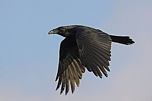 大乌鸦,渡鸦,飞,维多利亚,不列颠哥伦比亚省,加拿大