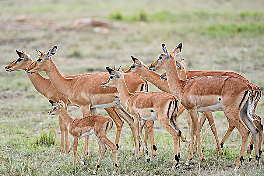 黑斑羚,牧群,女性,幼兽,马赛马拉国家保护区,肯尼亚,非洲