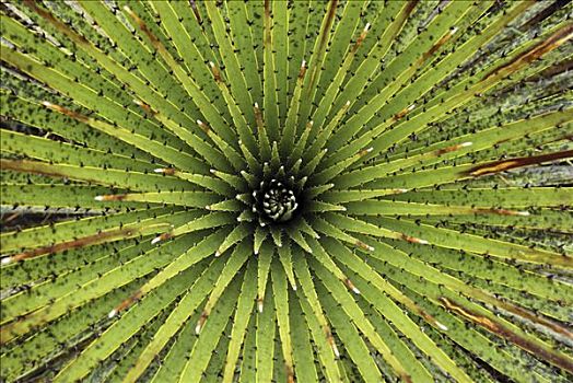 凤梨科植物,特写,展示,螺旋,叶子,国家公园,哥伦比亚
