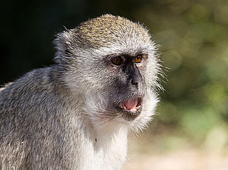 黑长尾猴,猴子,绿色,莫雷米禁猎区,博茨瓦纳,非洲