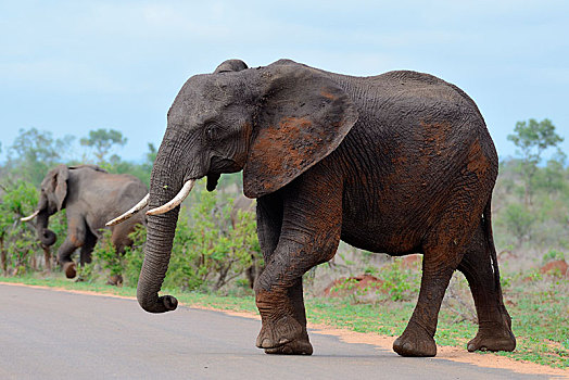 非洲,灌木,大象,非洲象,公路,克鲁格国家公园,南非