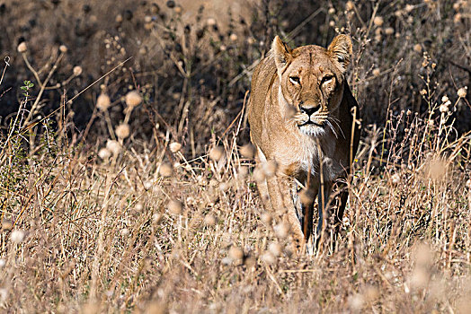 雌狮,狮子,草地,萨维提,乔贝国家公园,博茨瓦纳