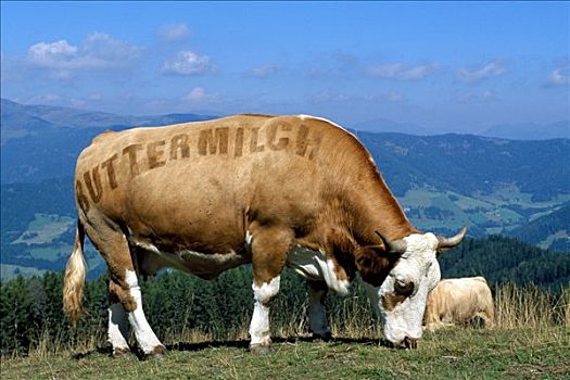 母牛,放牧,山地牧场,脱脂奶,毛皮,卡林西亚,奥地利,欧洲