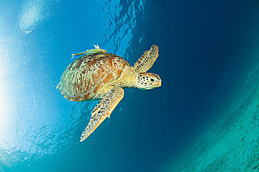 绿海龟,龟类,潜水,修长,岛屿,巴拉望岛,菲律宾,太平洋