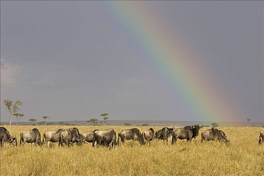 蓝角马,角马,草地,下方,彩虹,马赛马拉国家保护区,肯尼亚