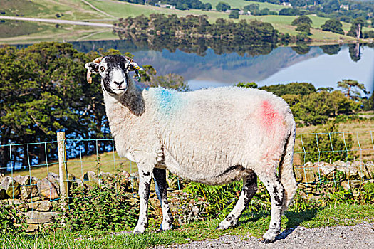 英格兰,坎布里亚,湖区,绵羊,靠近