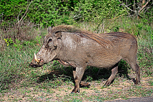 疣猪,成年,雄性,克鲁格国家公园,南非,非洲