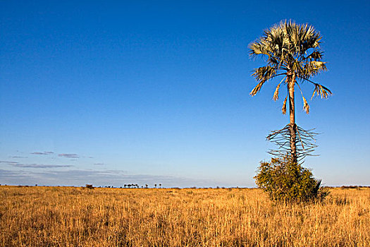 草原,棕榈树,马卡迪卡迪盐沼,博茨瓦纳