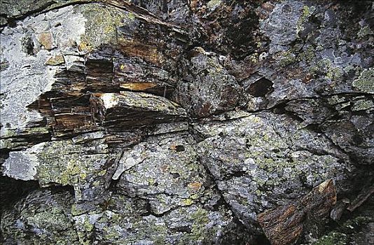 石头,苔藓,挪威,斯堪的纳维亚,欧洲