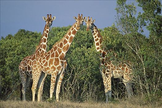 网纹长颈鹿,长颈鹿,三个,肯尼亚