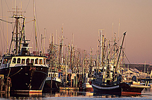 渔业,船,港口,不列颠哥伦比亚省,加拿大