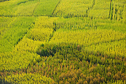 俯视,林场,山谷,不列颠哥伦比亚省,加拿大