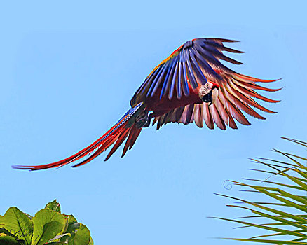 绯红金刚鹦鹉,飞行,哥斯达黎加,中美洲