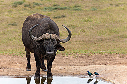 南非,国家公园,情侣,水牛,鸟