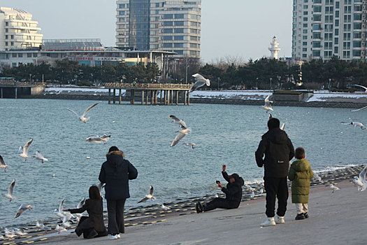 山东省日照市,上千只海鸥云集世帆赛基地,市民自发投喂感受美好生态