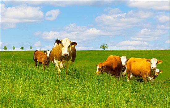 母牛,绿色,草场
