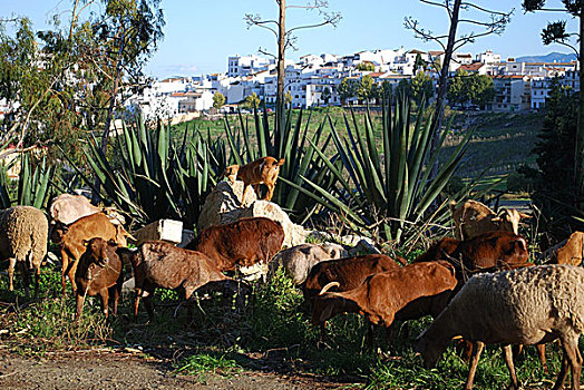 山羊,放牧,西班牙