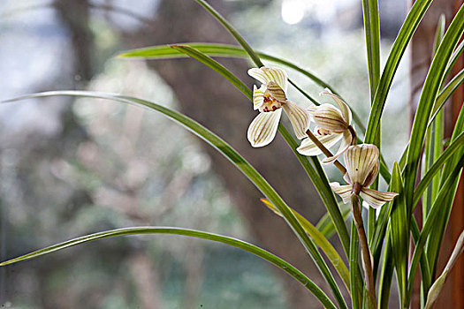 3朵兰花