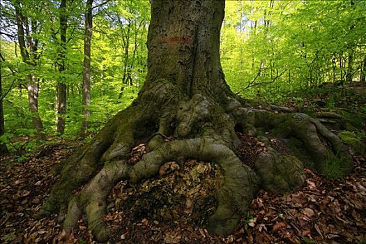 根部,山毛榉树,爪,树林,地面
